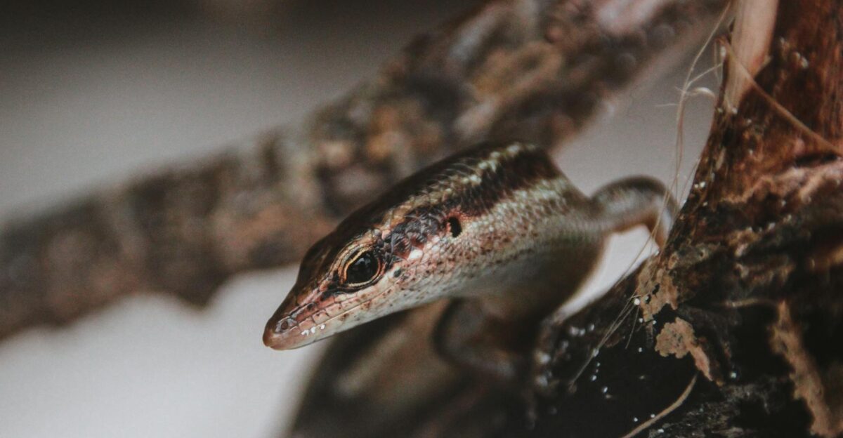 A detailed close-up of a skink observed on a wooden surface depicting its scaly texture in a natural setting