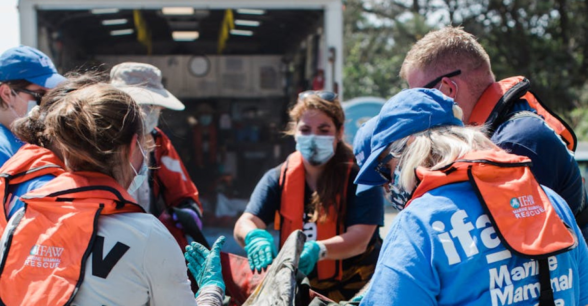 Volunteers assist in dolphin rescue in Massachusetts on a bright day