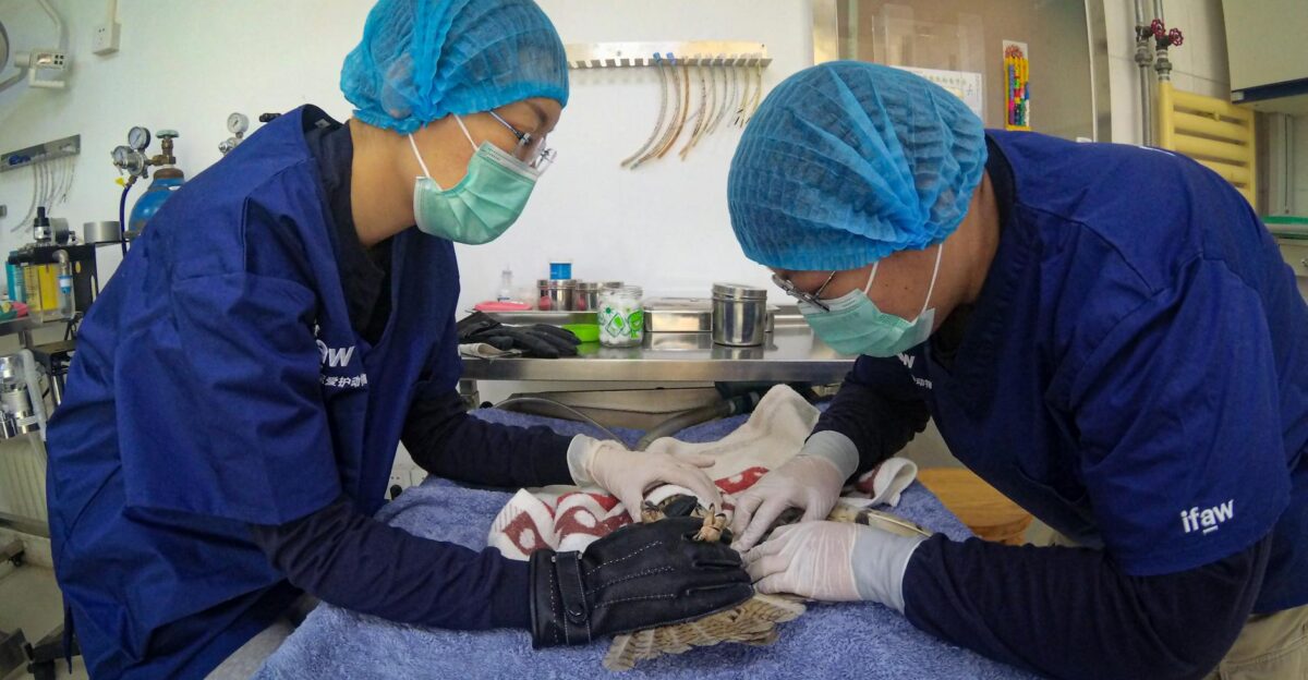 Veterinarians attend to a long-eared owl in a Beijing animal clinic showcasing wildlife conservation
