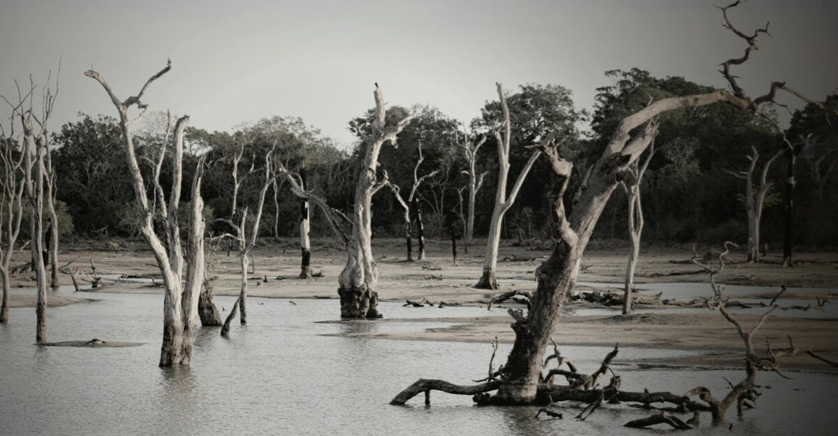 Eerie bare trees in a serene flooded forest creating a mysterious landscape