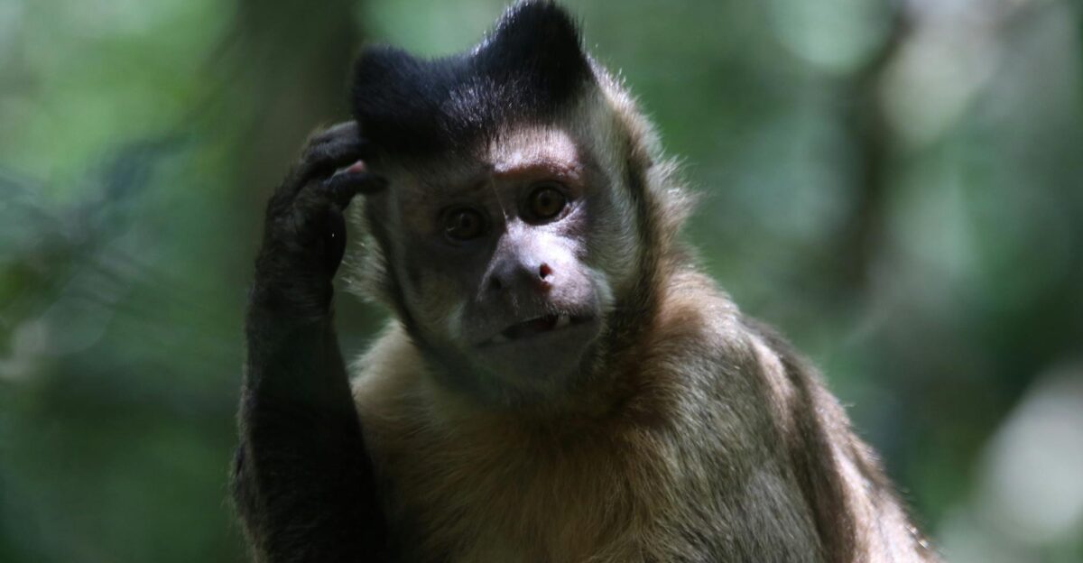 Close-up of a Capuchin monkey scratching its head in a South African forest