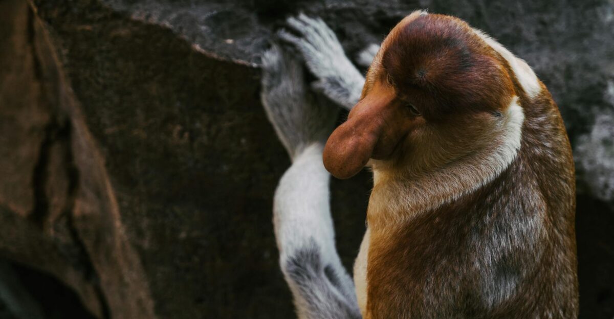 Close-up of a proboscis monkey on a rock captured at Bali Zoo showcasing wildlife photography