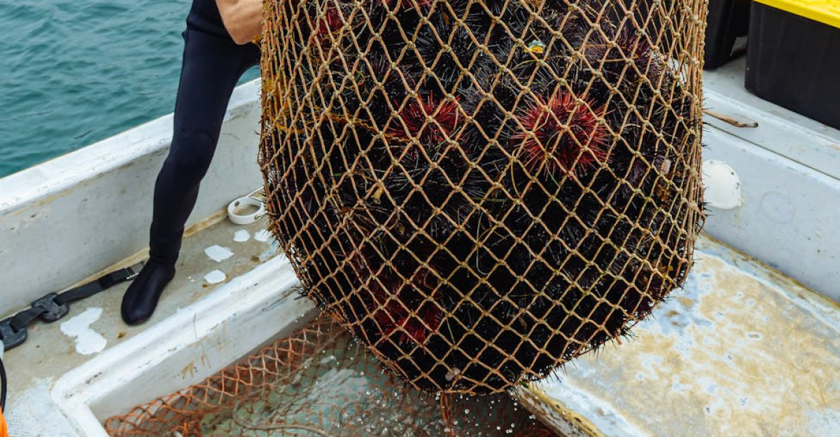 A fisherman collecting sea urchins using a net on a boat Coastal marine life harvest