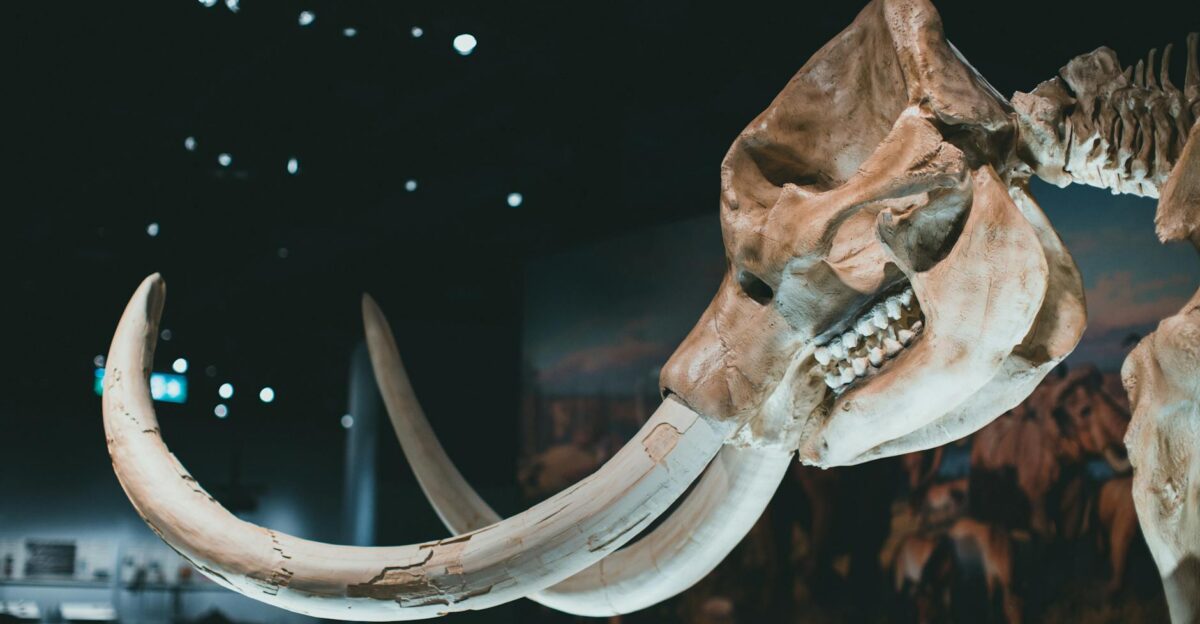 Detailed view of a mammoth skeleton s tusks and skull in a museum exhibition