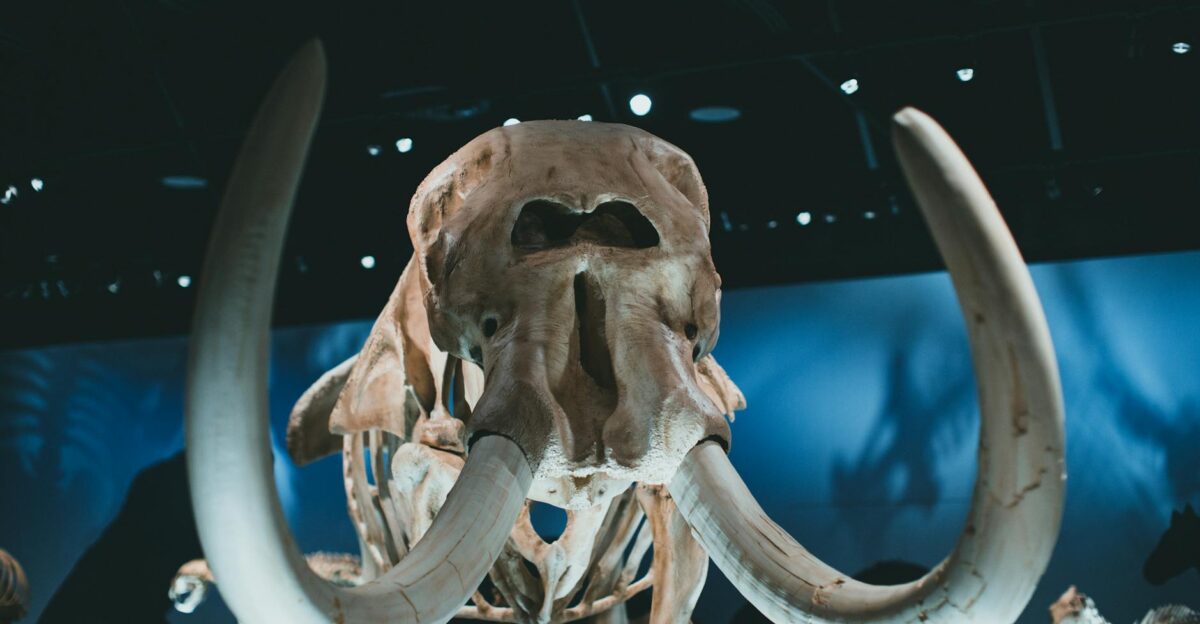 Discover an impressive woolly mammoth skeleton on display in a museum setting emphasizing its grandeur
