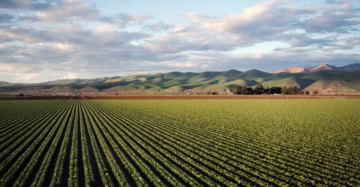 Aerial view of vast farmland with rows of crops and rolling hills in Santa Maria CA
