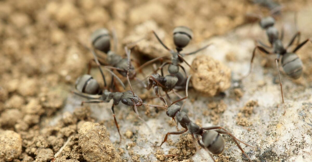 four gray ants