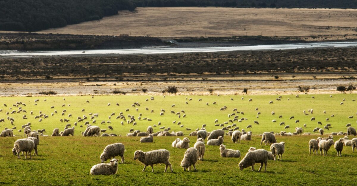 herd of sheep on grass field
