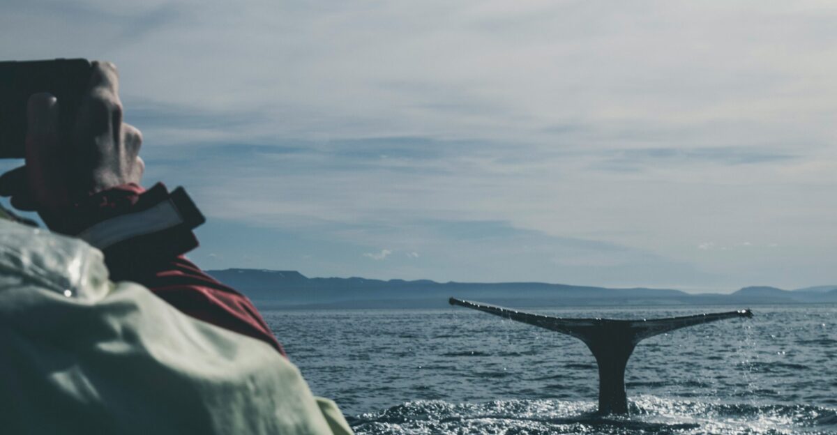 photo of black whale in ocean during daytime
