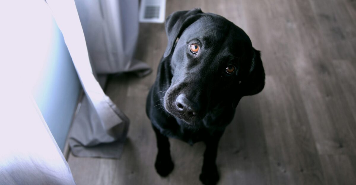 short-coated black dog sitting