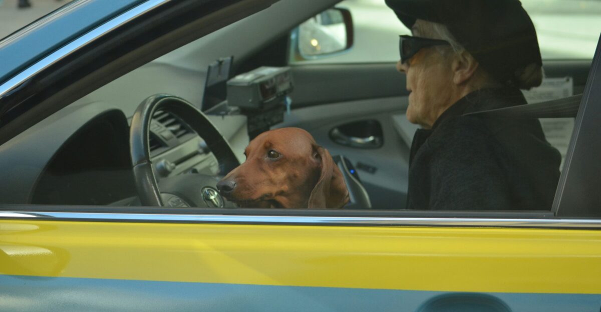 brown dog in front of black steering wheel
