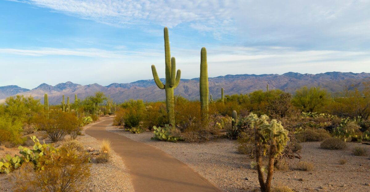 green cactus during daytime