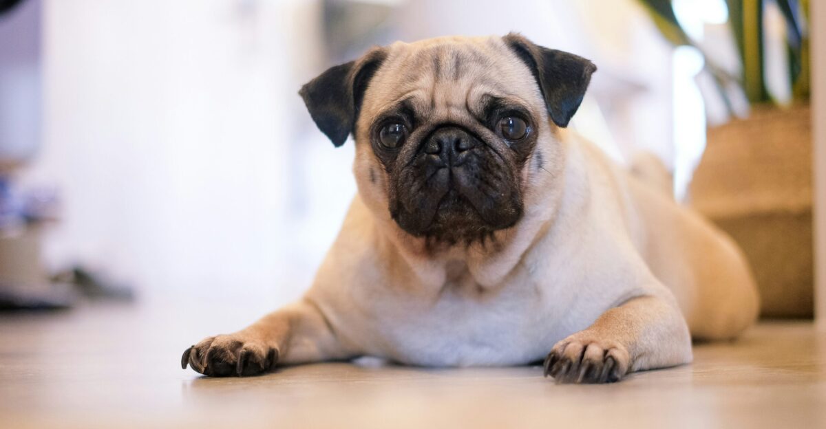 shallow focus photography of fawn pug