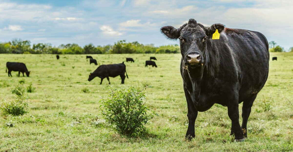 black cattle on green grass field