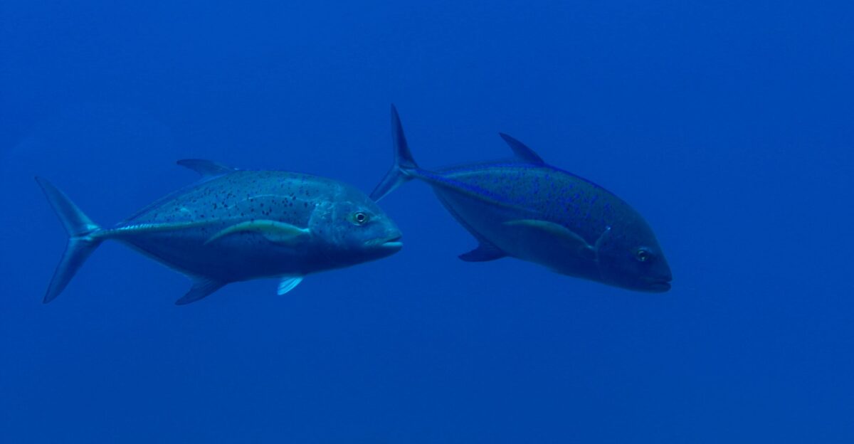 two gray fish underwater photo