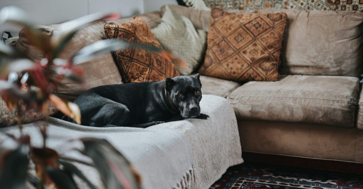 black dog lying on fabric sectional sofa