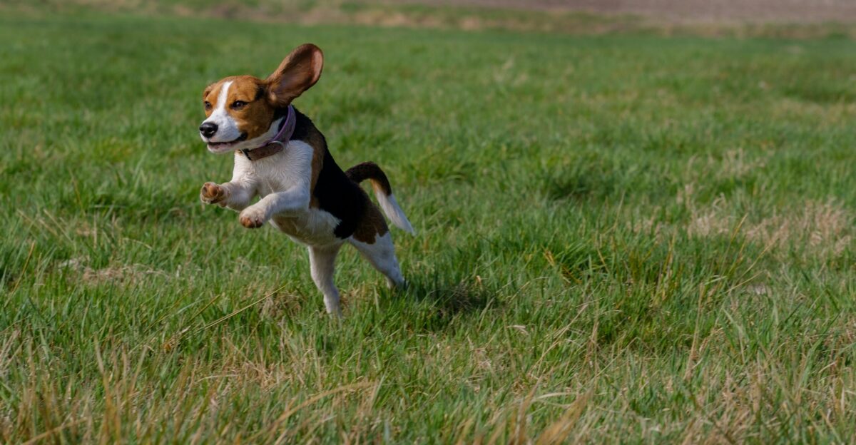 beagle leap on grass field