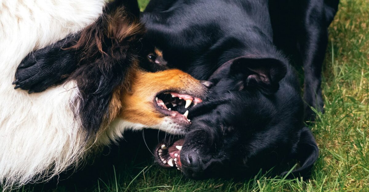 two dogs fighting on grass
