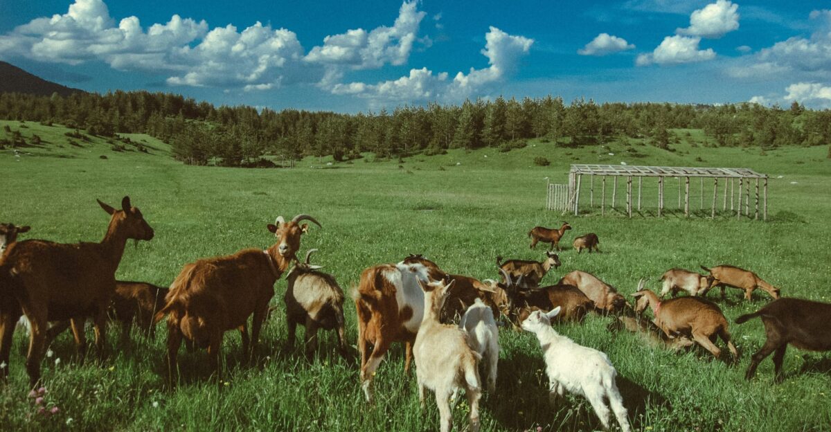 flock of goats on green grass field