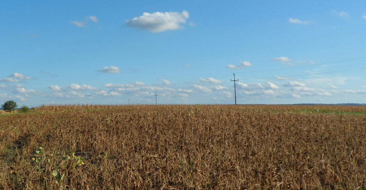 brown grass field during daytime