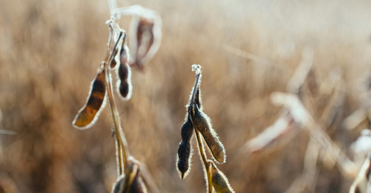 selective focus photo of plant