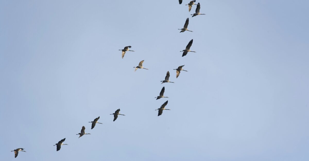 photo of gray bird midair