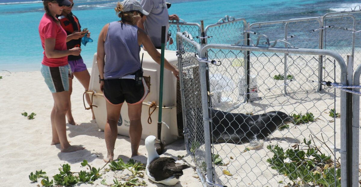 white and black bird