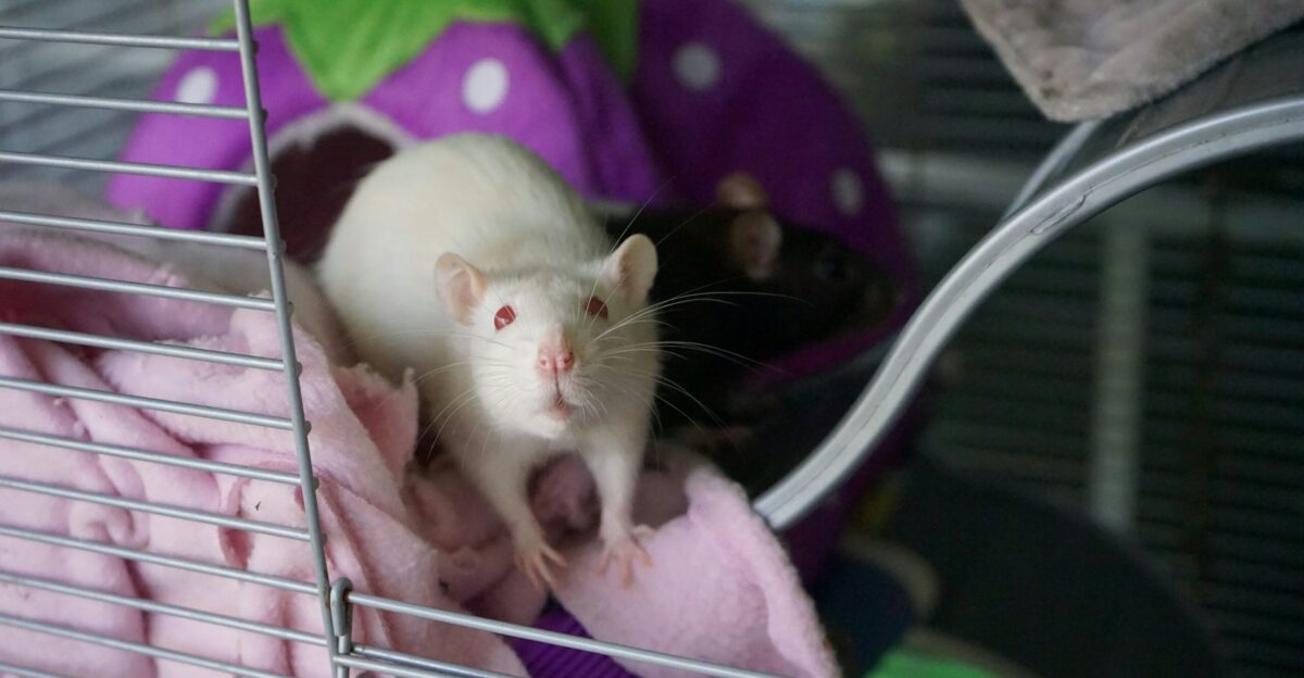 white mouse on pink textile