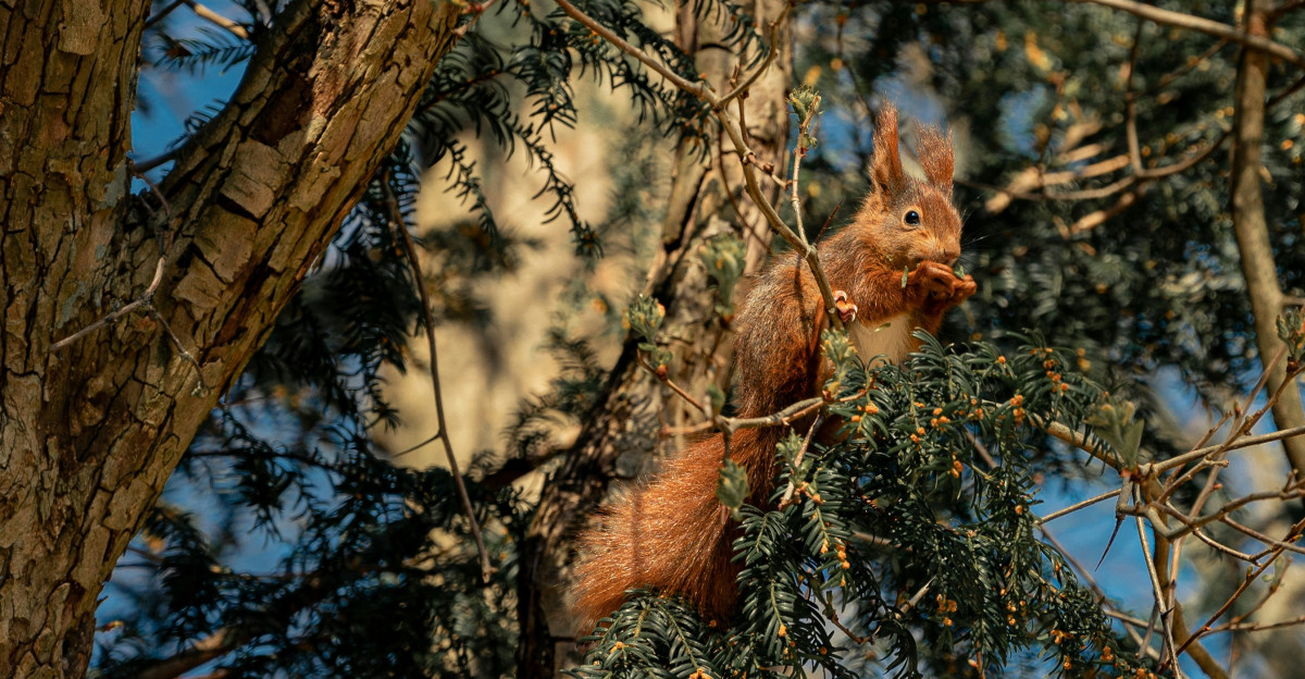 brown squirrel on tree branch during daytime