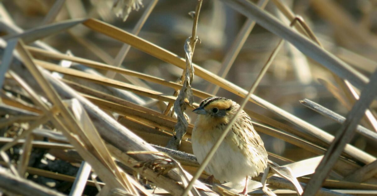 brown bird on brown tree branch during daytime