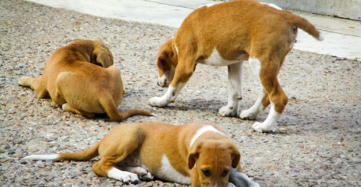 brown and white short coated medium sized dog on gray concrete floor during daytime