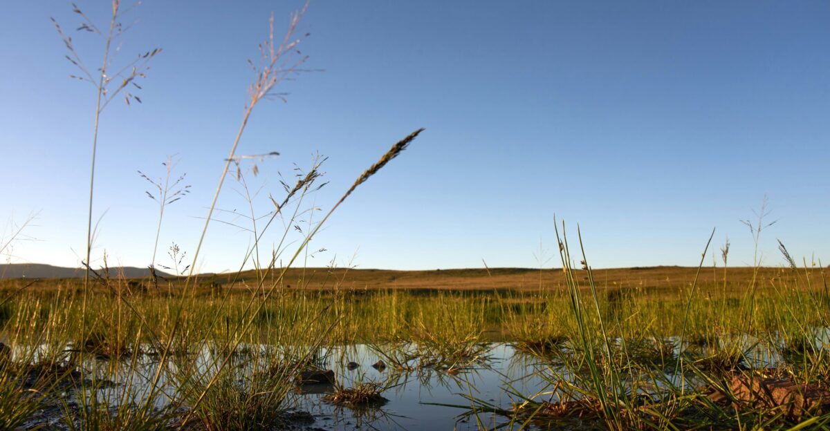green grass on lake under blue sky during daytime