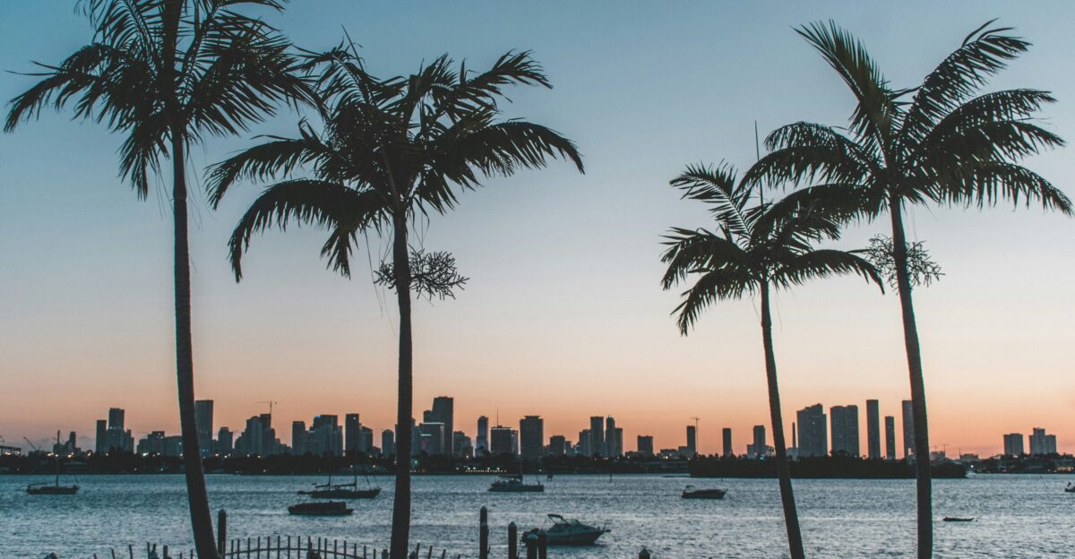 silhouette of palm trees near body of water during sunset