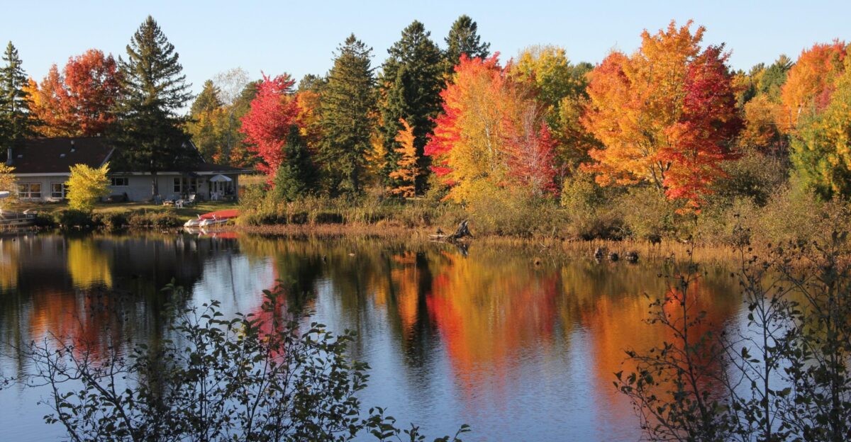 red and green trees beside river during daytime
