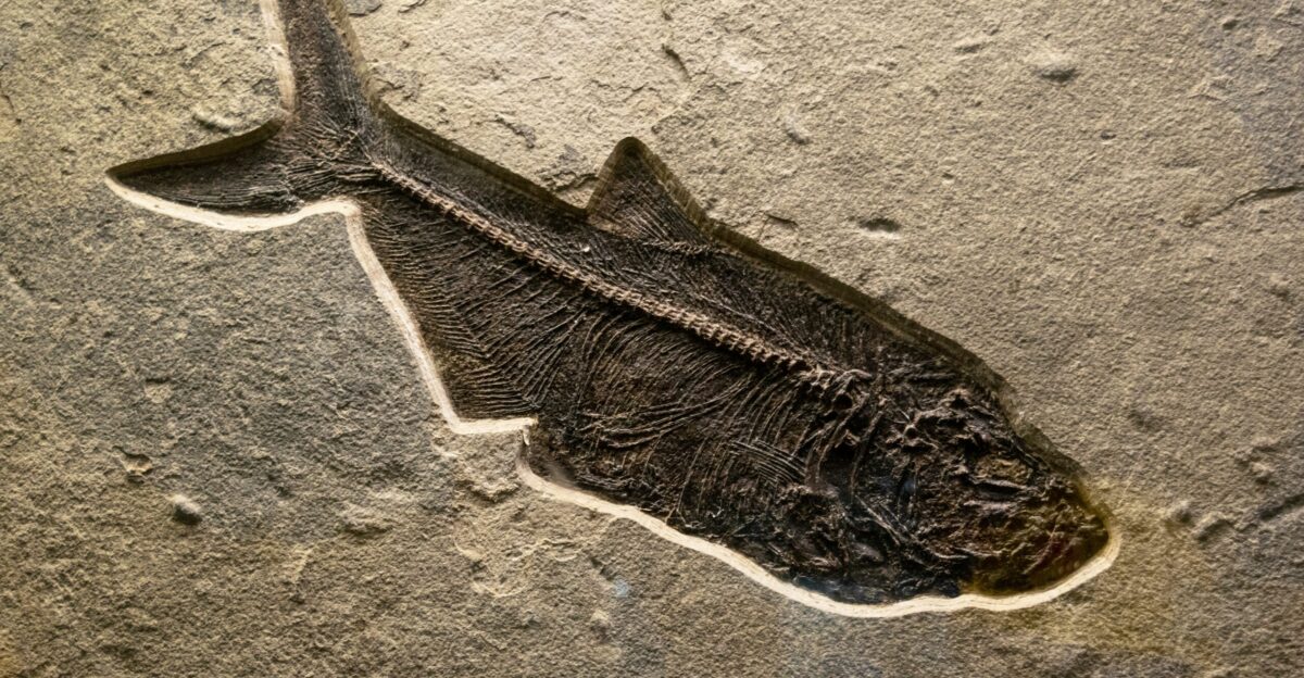 black and white nike shoe