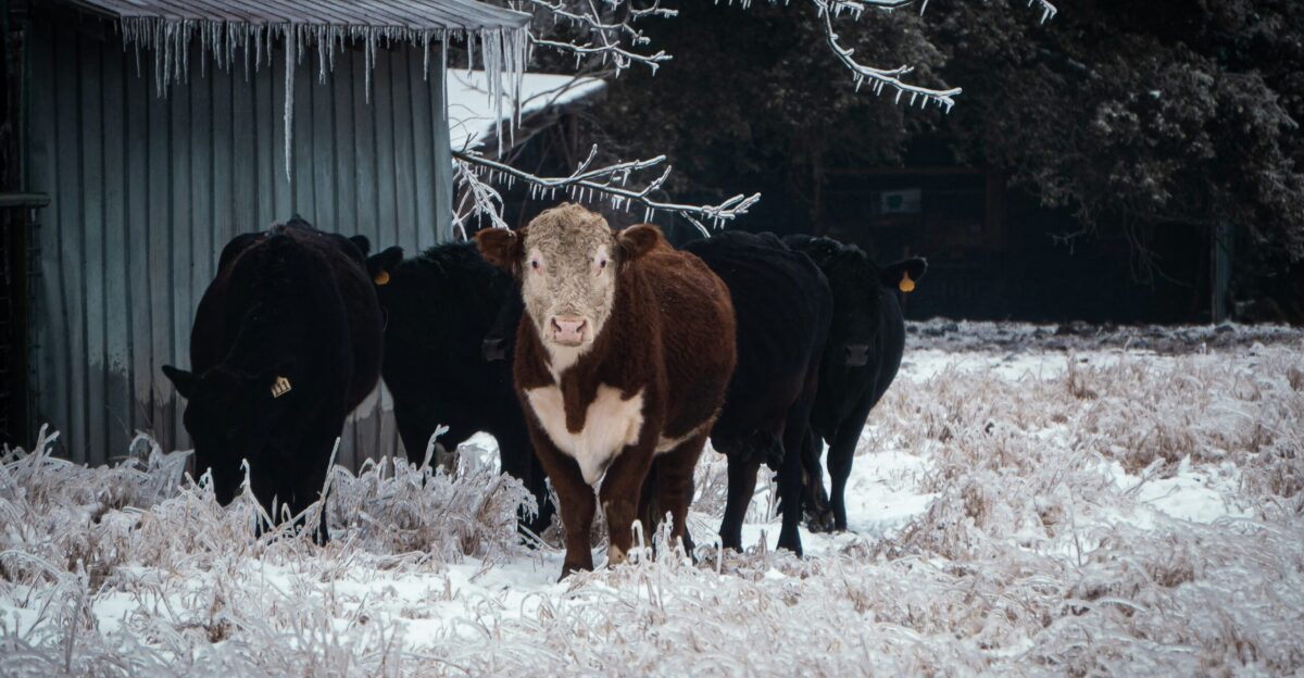 black and white cow on snow covered ground
