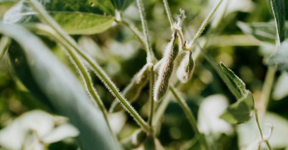 green plant in tilt shift lens
