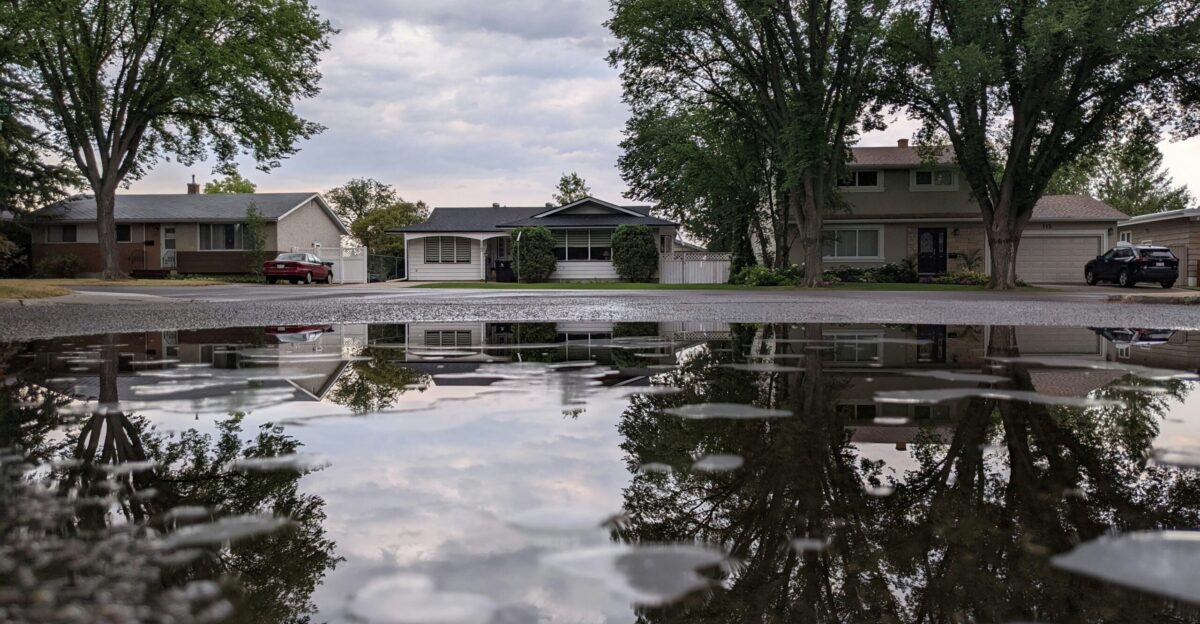 green trees beside body of water during daytime