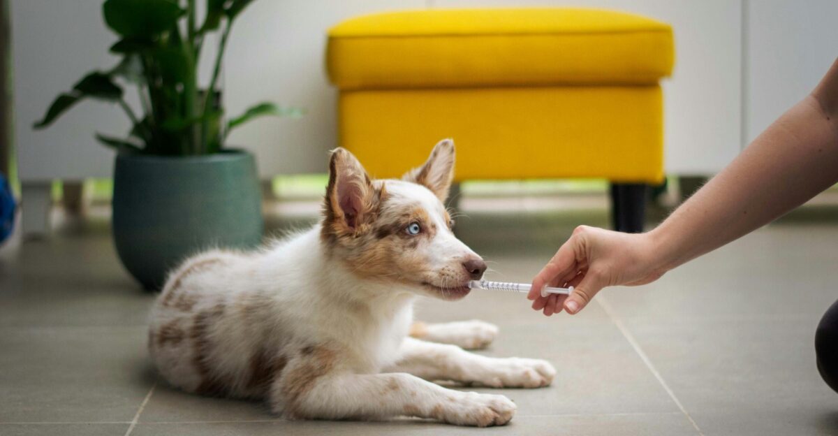 a dog laying on the floor with a person holding a stick