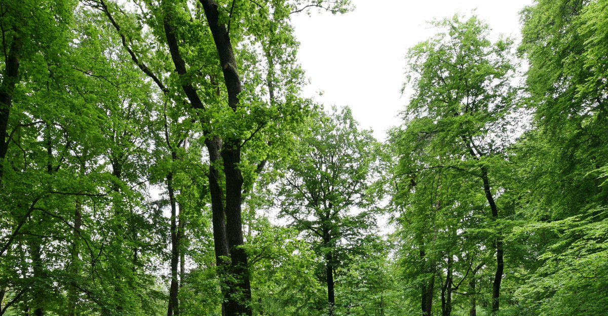 a forest filled with lots of trees and lots of rocks