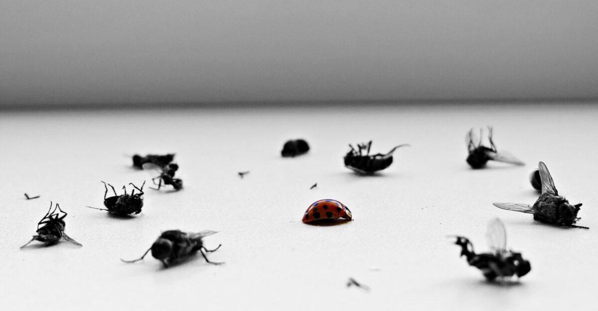 a group of flies sitting on top of a table