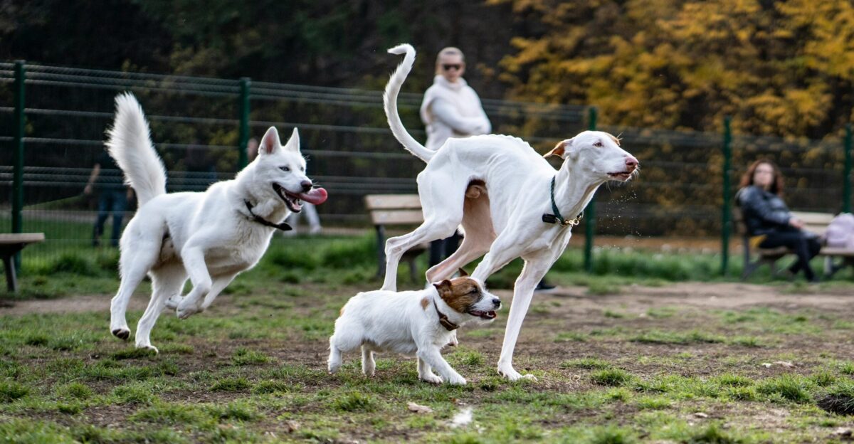 a group of dogs running around a park