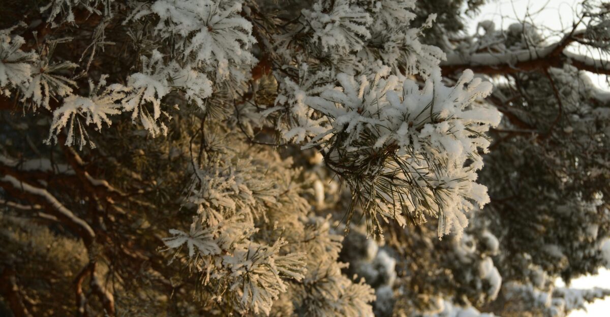 a snow covered pine tree with a white sky in the background