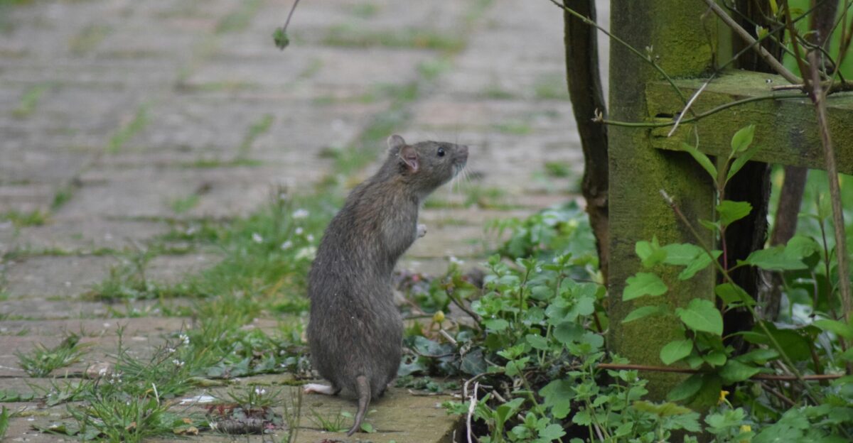 a raccoon standing on a dirt path