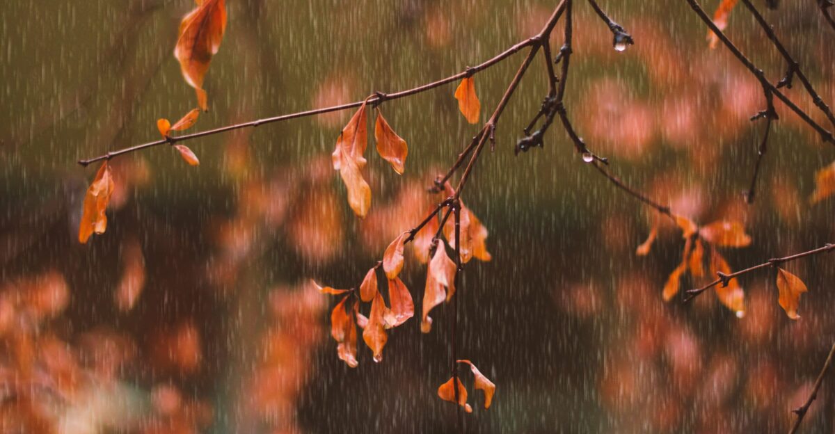 a tree branch with leaves in the rain