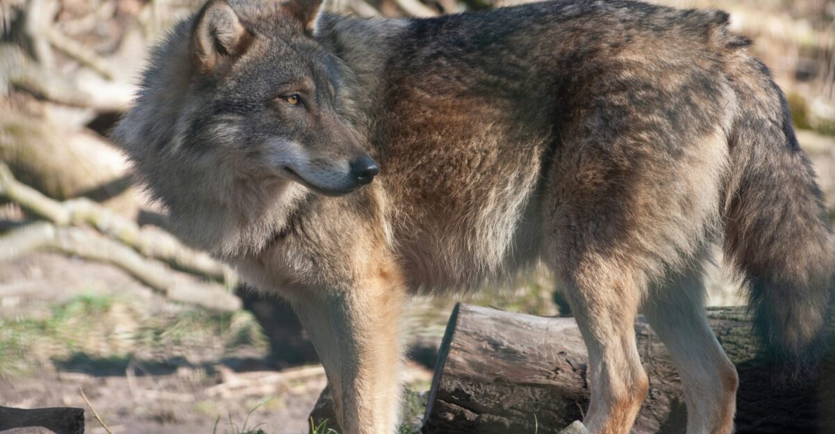 a wolf standing on a log