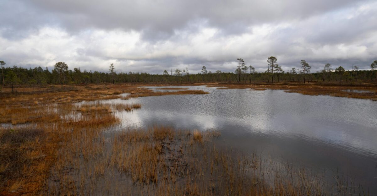 a body of water with grass and trees around it