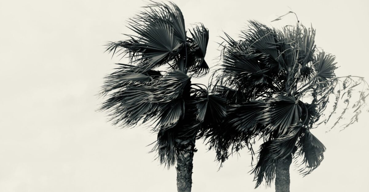 a couple of palm trees