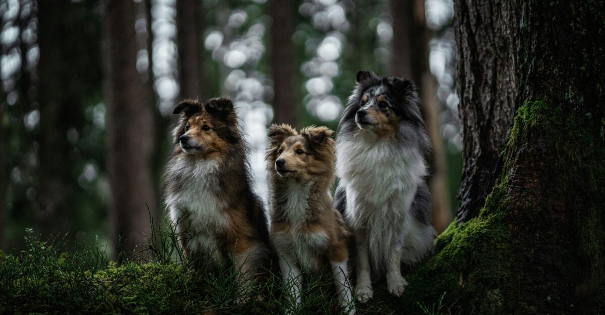 a group of three dogs standing next to a tree