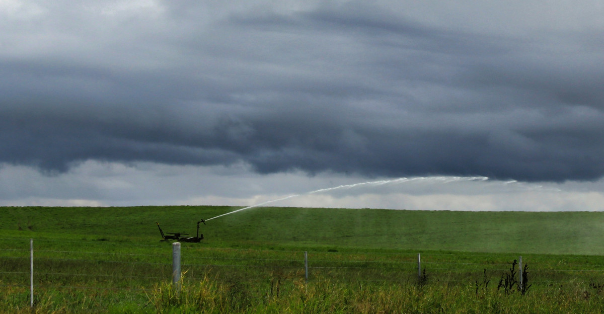 a field with a tree and a sprinkler spraying water on it